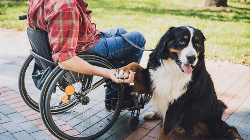 Disability Support Animals